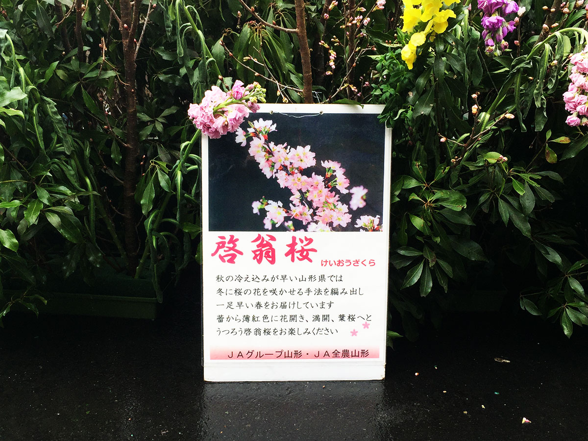 啓翁桜（けいおうざくら）