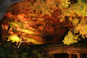 駒込 六義園の紅葉